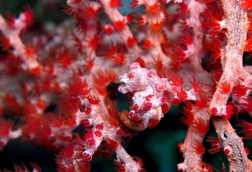 בית מלון כפרי Double One Villas Amed Ii