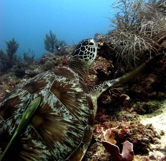 בית מלון כפרי Double One Villas Amed Ii