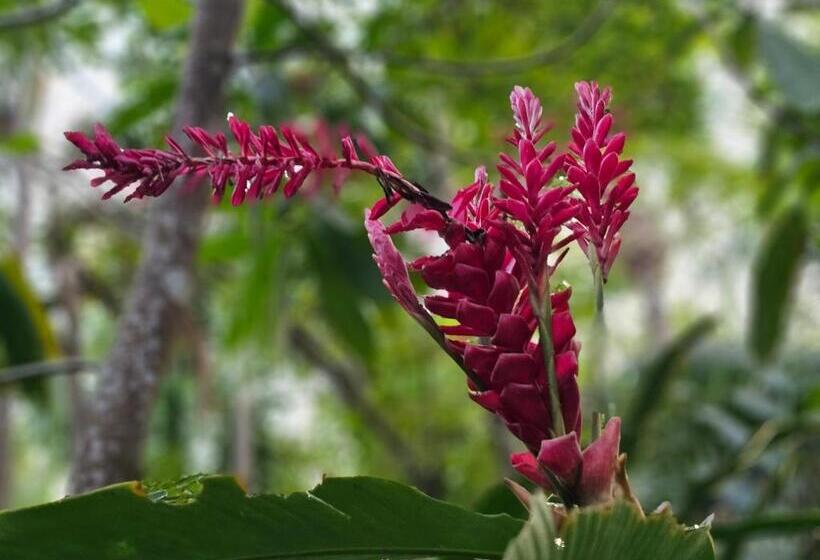 Dreamcatcher Hotel   Atrapasueños