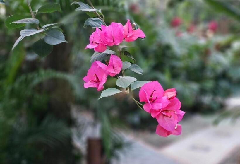 Dreamcatcher Hotel   Atrapasueños