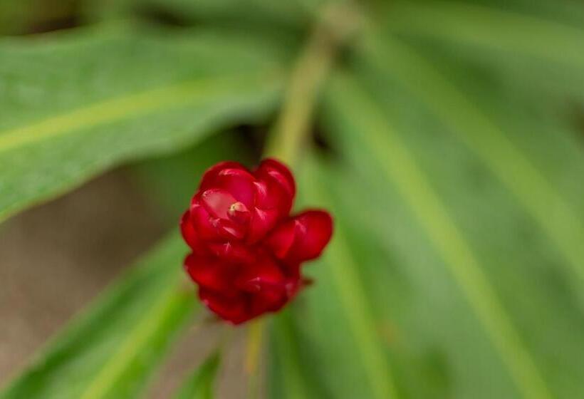 Dreamcatcher Hotel   Atrapasueños