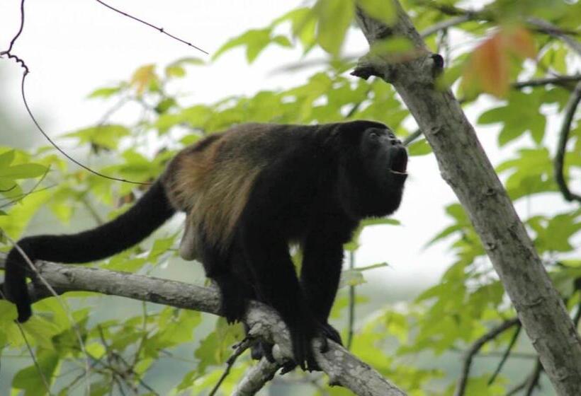 Отель Ecotica Boutique