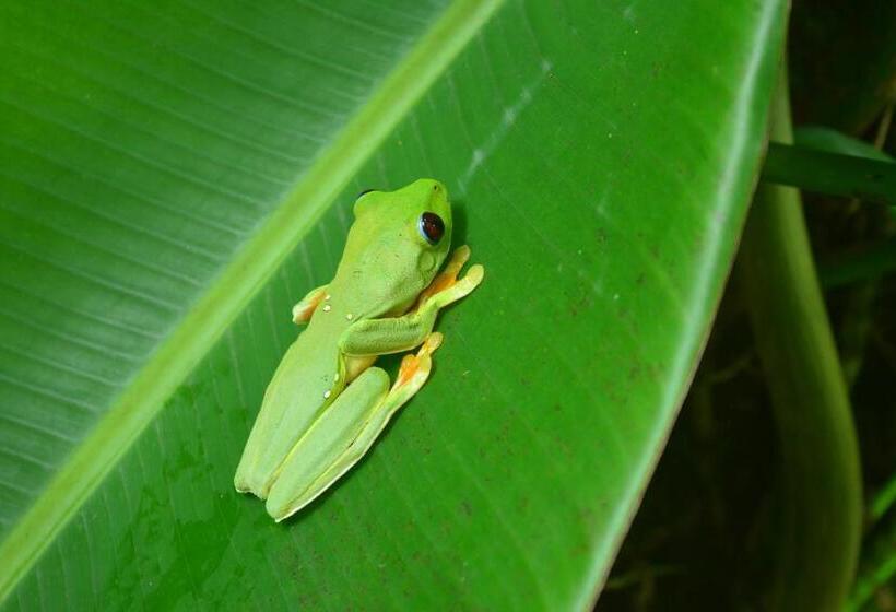 Отель Ecotica Boutique