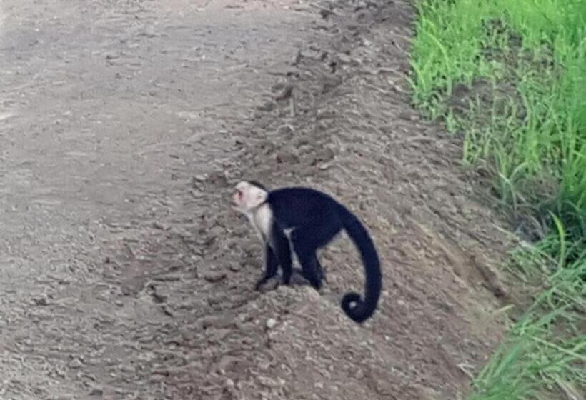 ホテル El Paraiso Escondido   Costa Rica