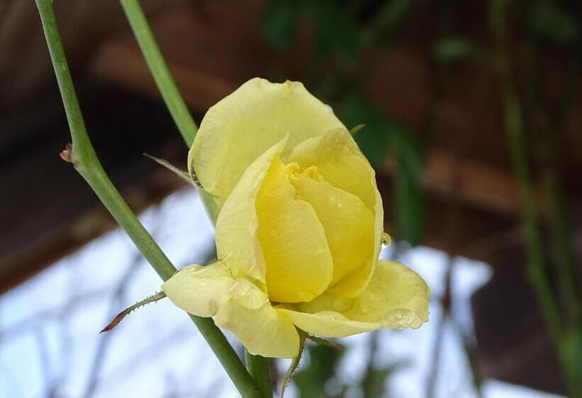 酒店 Gasthaus & Pension Am Kurfürstendamm