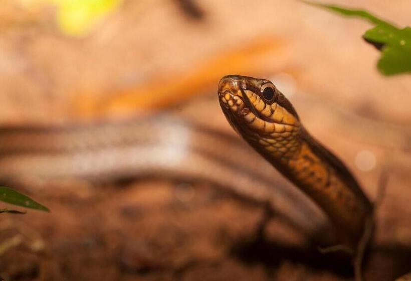 فندق Lapa Rios Lodge By Boena