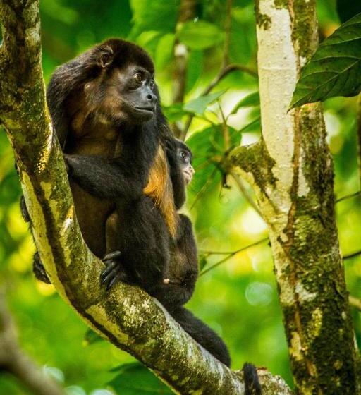 فندق Lapa Rios Lodge By Boena