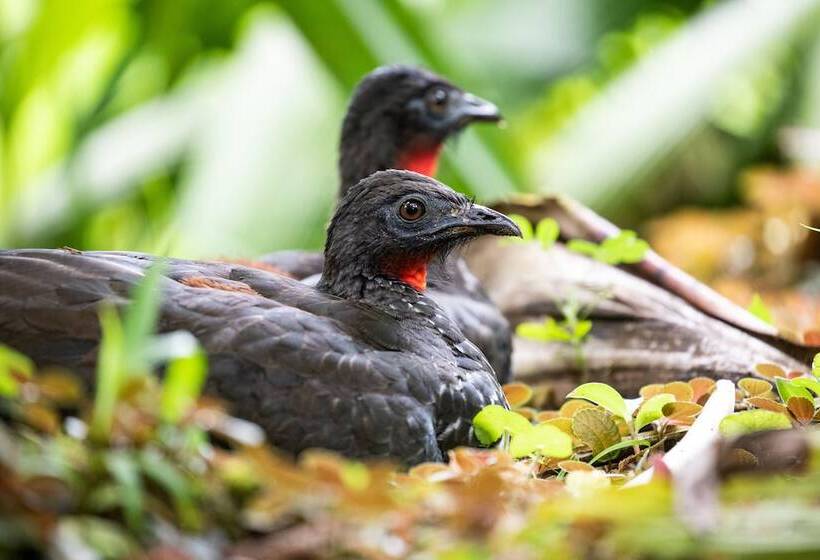 호텔 Lost Iguana Resort And Spa