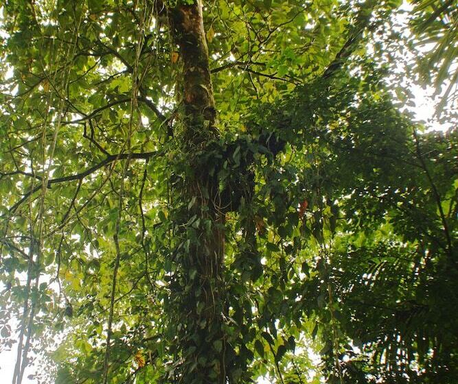 호텔 Lost Iguana Resort And Spa