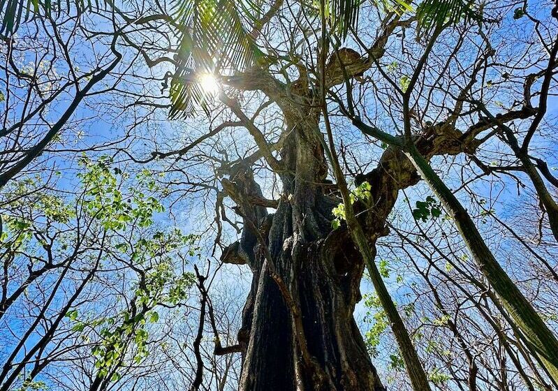 هتل Pacifica Surf Studios