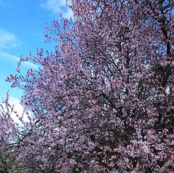 فندق Pension Willischza