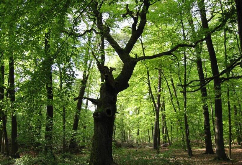 ホテル Restaurant Clemensaugust