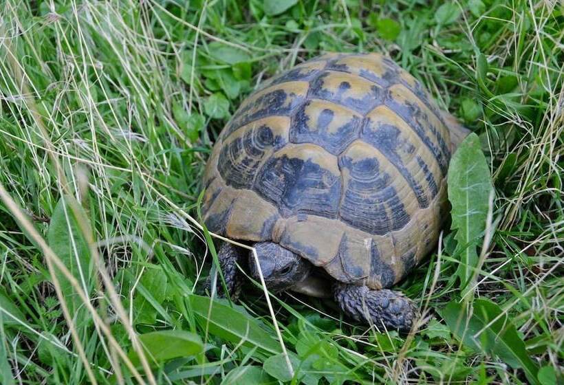 בית מלון כפרי Thalia Rooms