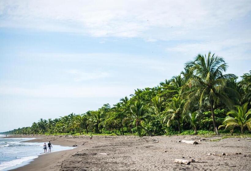 فندق Tortuguero Beachfront