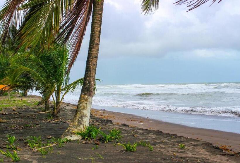 فندق Tortuguero Beachfront