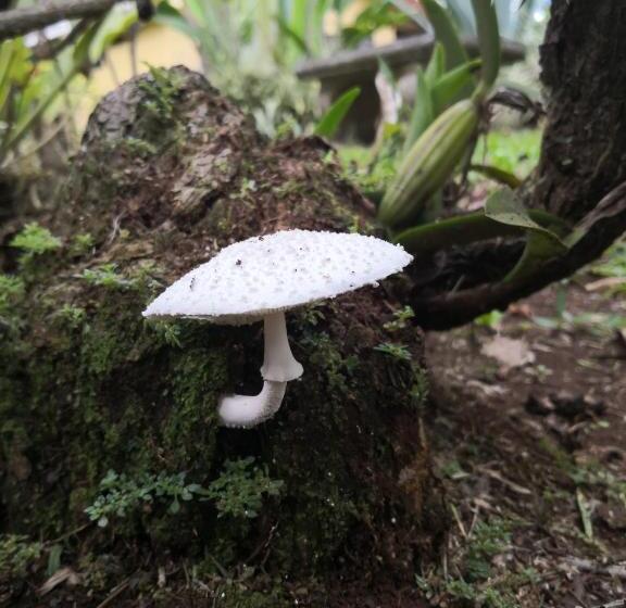 فندق Villas De La Colina