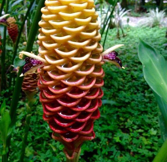 The Goddess Garden Eco Resort