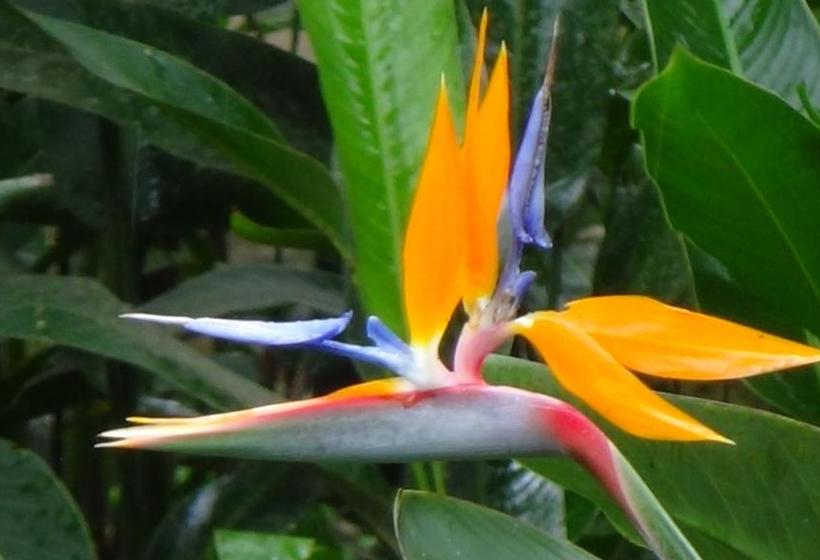 تختخواب و صبحانه Chalet Orosi