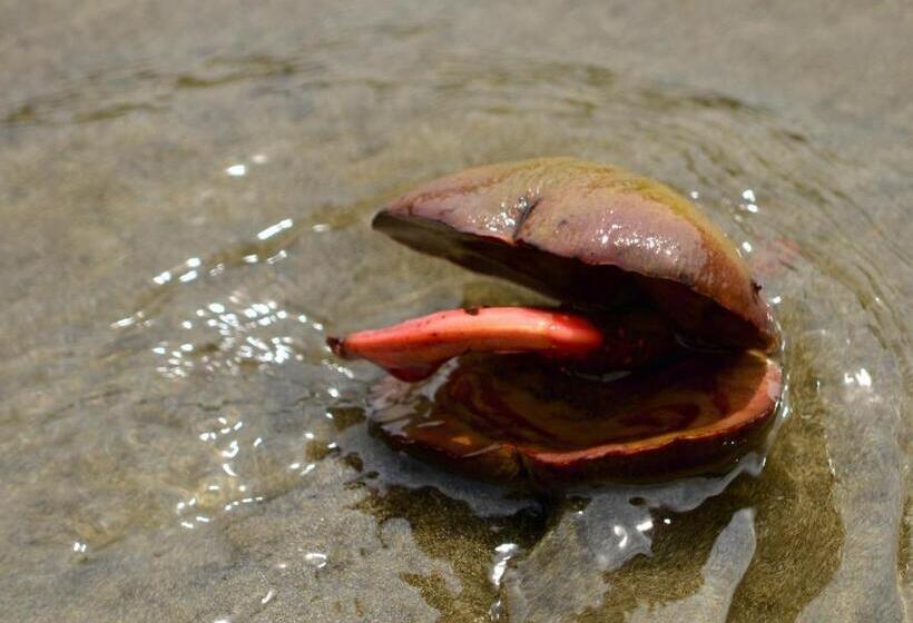 فندق Big Bamboo De Uvita