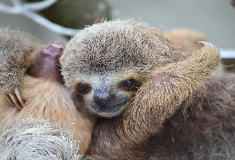 فندق Big Bamboo De Uvita