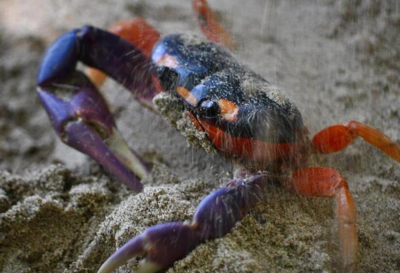 فندق Big Bamboo De Uvita