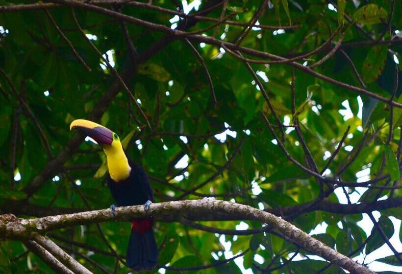 فندق Big Bamboo De Uvita