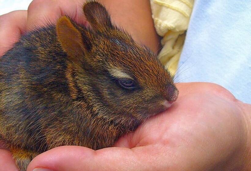 בית מלון כפרי Boquete Garden Inn