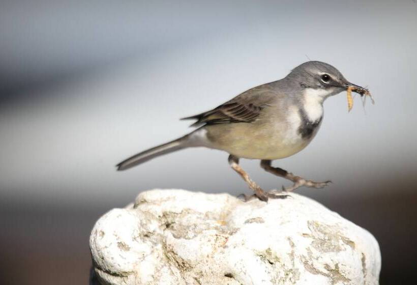 Отель Cinnamon Boutique Guest House