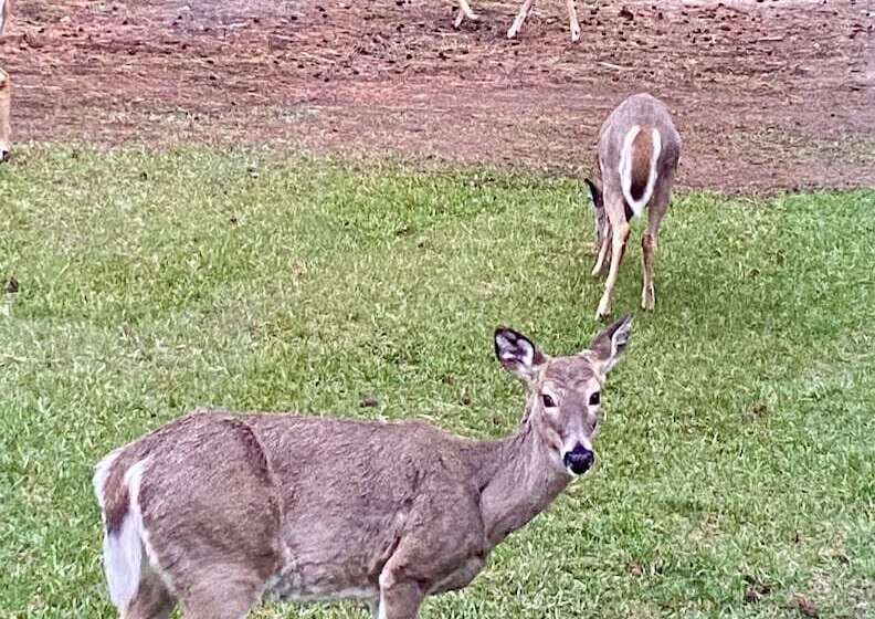 فندق Dream Haven Guest Ranch