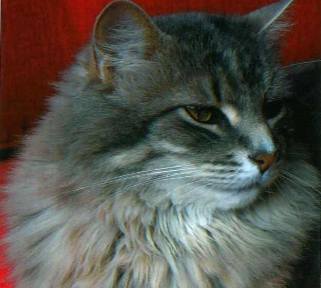 酒店 Elliott House Bed & Breakfast