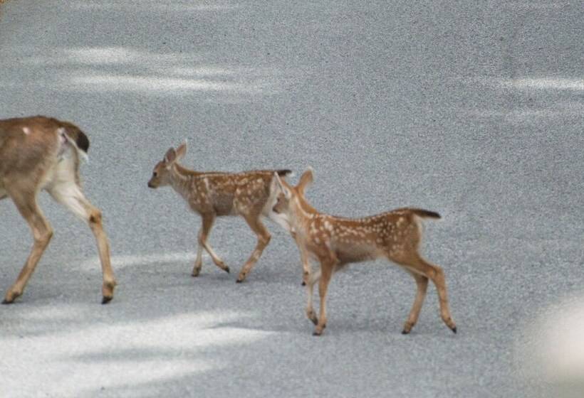 호텔 Enchanter Oceanview Suites