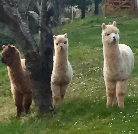 בית מלון כפרי Logis Hostellerie La Chaumiere