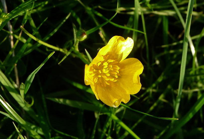 בית מלון כפרי Lough Owel Lodge