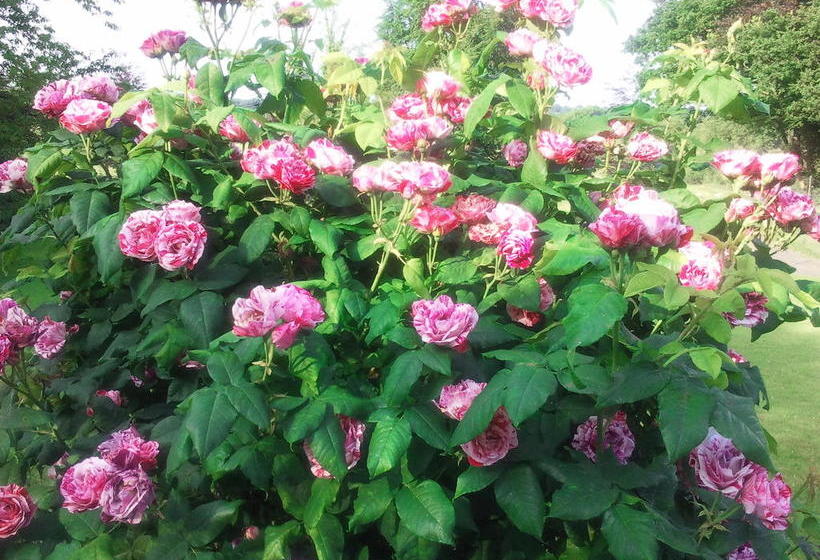 בית מלון כפרי Lough Owel Lodge