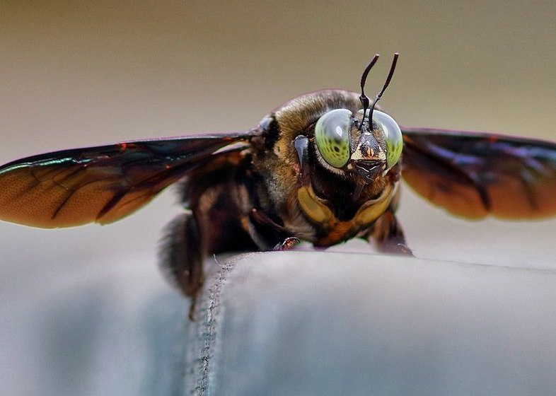 Отель Nature Lodge Kinabatangan