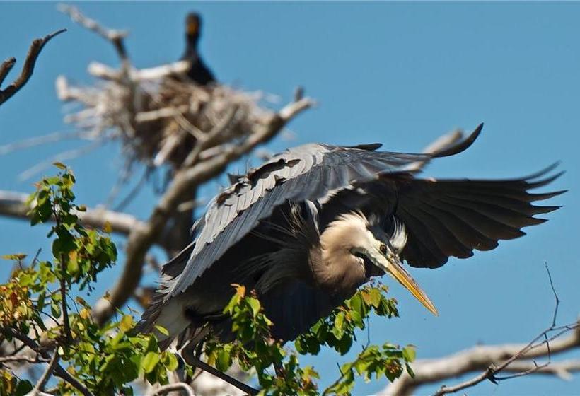 فندق Normandale Century Inn