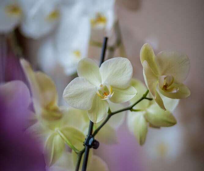 בית מלון כפרי Rene's B&b