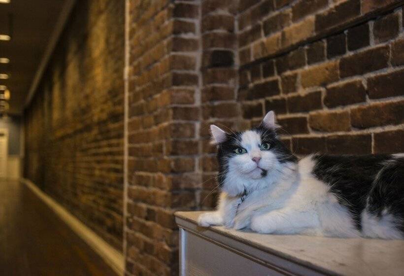 酒店 The Cambie Hostel Gastown