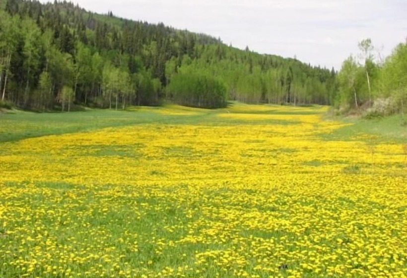 Отель The Grateful Bed B N B