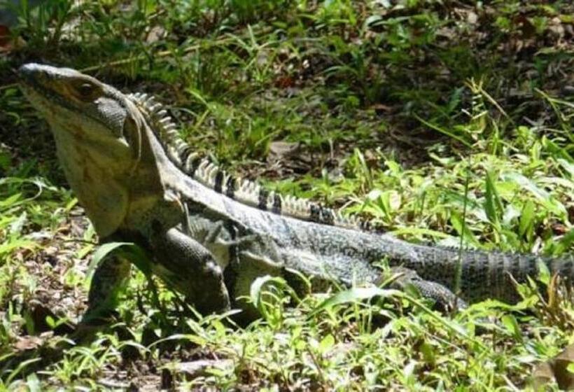 ホテル Villas Macondo