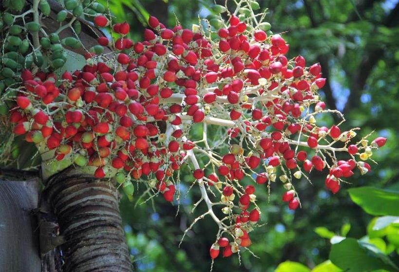 ホテル Villas Macondo