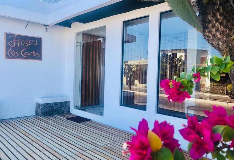 هاستل Cactus
