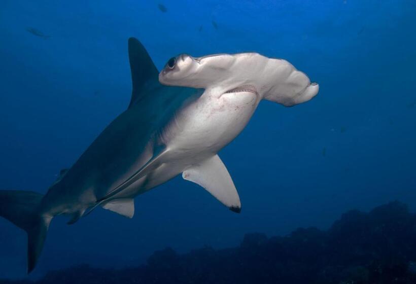 تختخواب و صبحانه Galapagos Eco Friendly