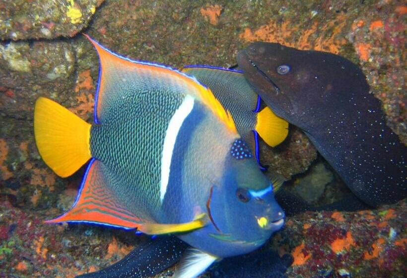تختخواب و صبحانه Galapagos Eco Friendly
