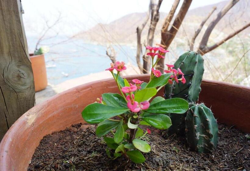 בית מלון כפרי Cactus Taganga