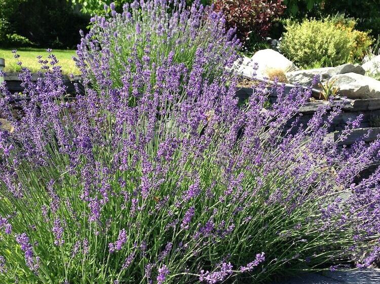 Otel Le Chateau Du Lac