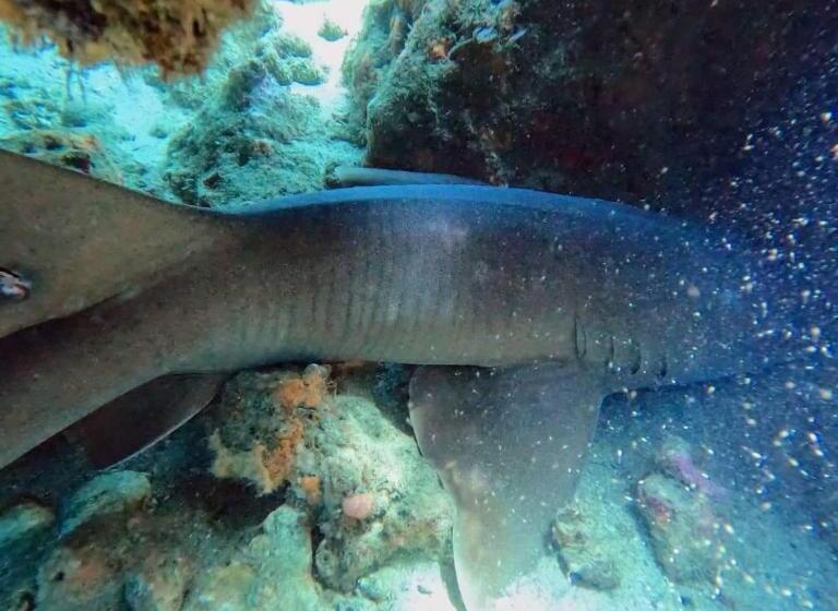 ホテル Taganga Dive Inn