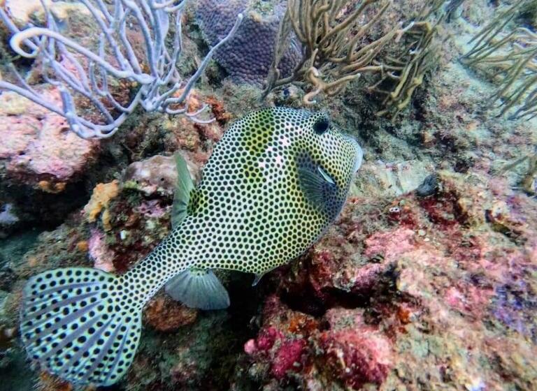 ホテル Taganga Dive Inn