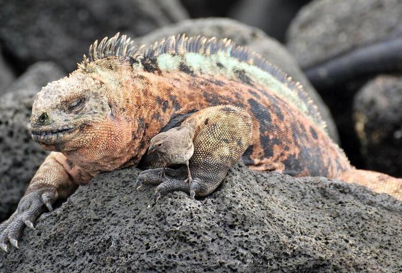 Bed and Breakfast Cormorant Beach House