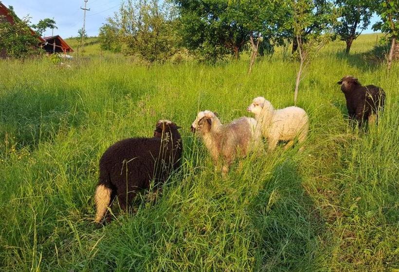 ベッドアンドブレックファースト Pensiunea Moldovan